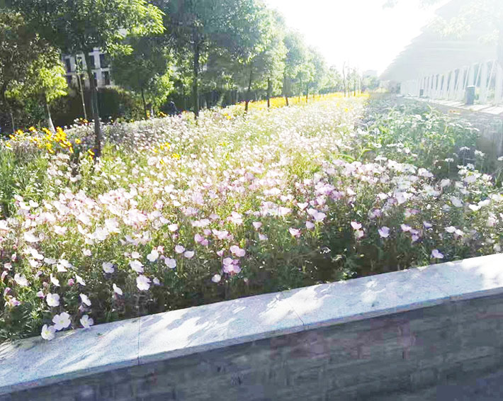 園林綠化的這些好處，你知道嗎？